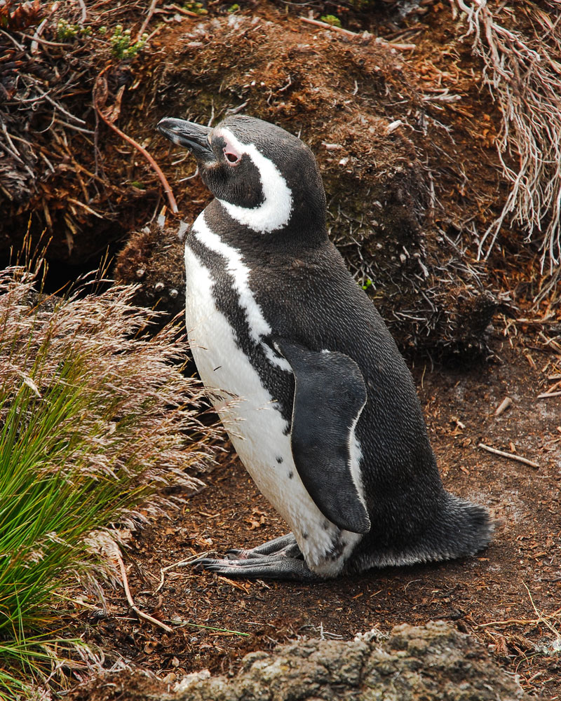 Maleganski-pingvin-na-Foklandskim-Ostrvima