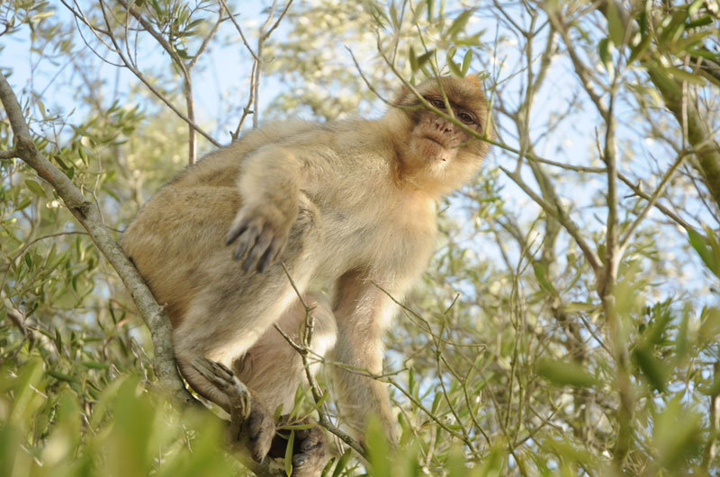 Majmun-u-prirodnom-stanistu,-Gibraltar